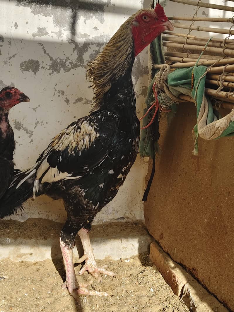 Aseel java Male 1