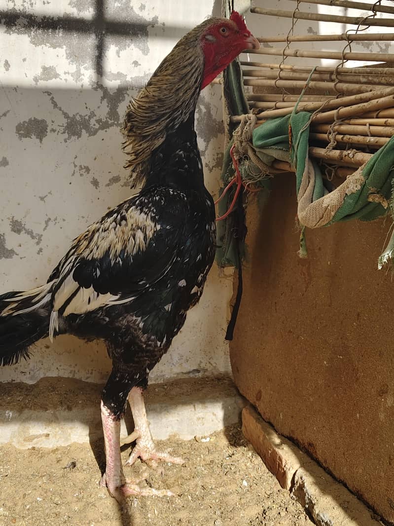 Aseel java Male 2
