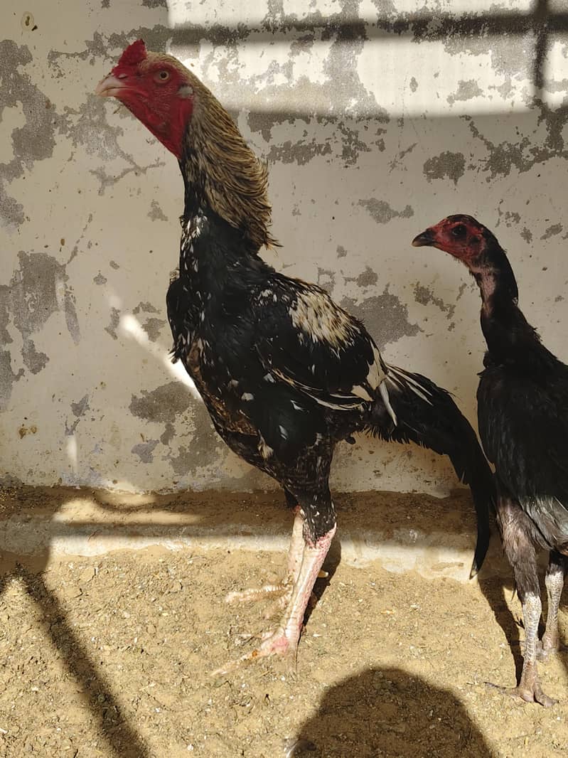 Aseel java Male 3
