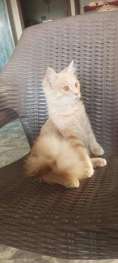 my cat