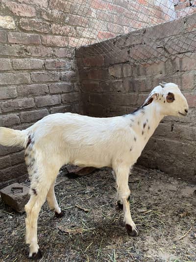 two female for sale