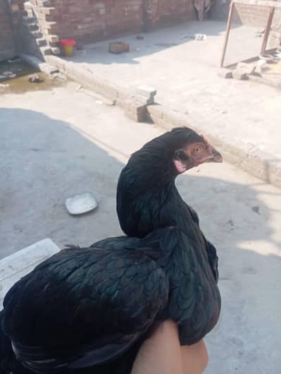 aseel murgi egg laying  WhatsApp number 03374655544