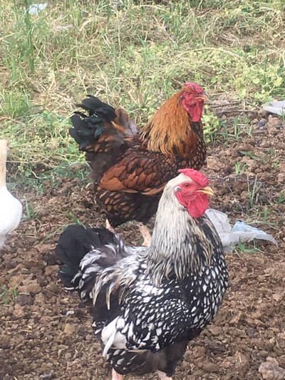 For sale fency 2 male