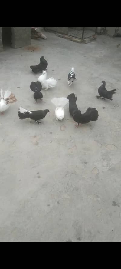لکے کبوتر لیک اینڈ وائٹ