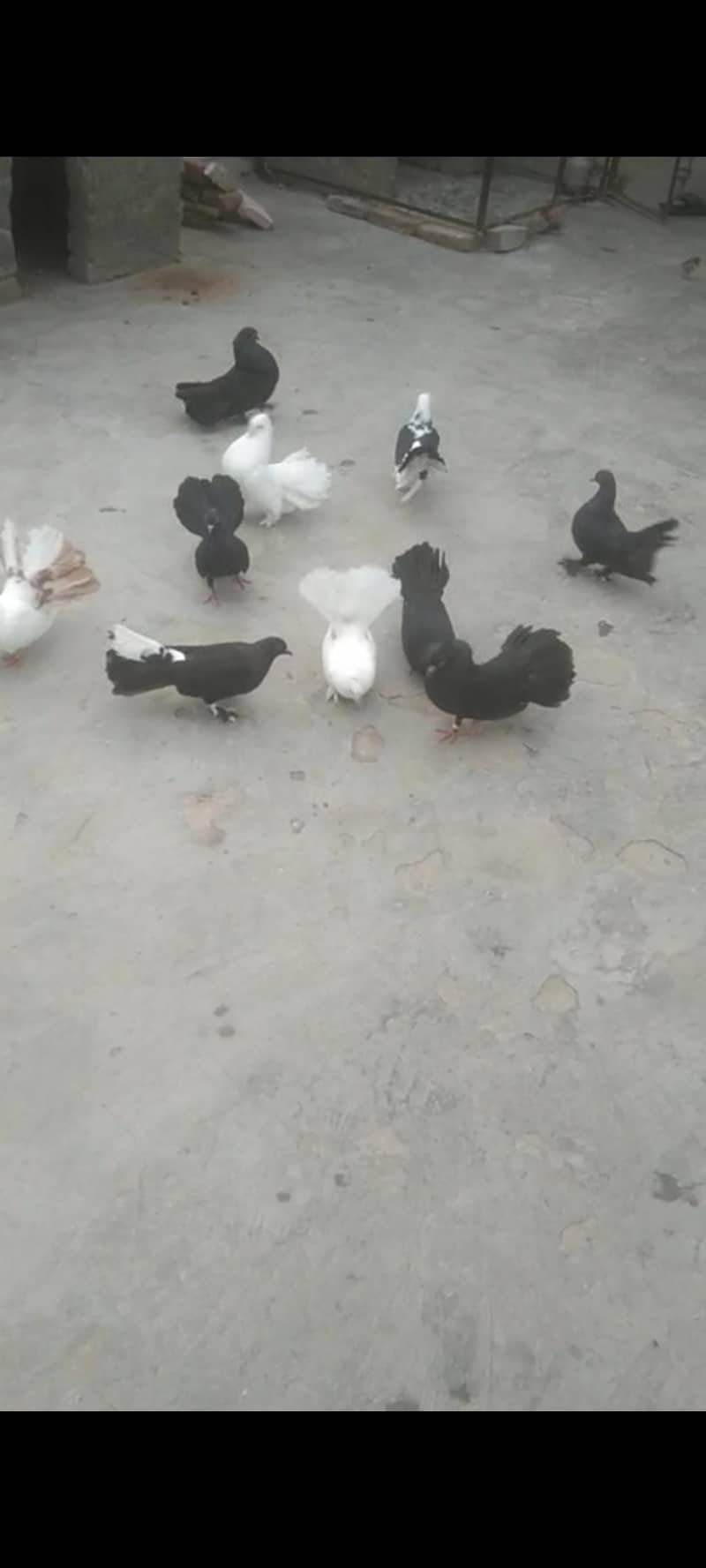 لکے کبوتر لیک اینڈ وائٹ 0