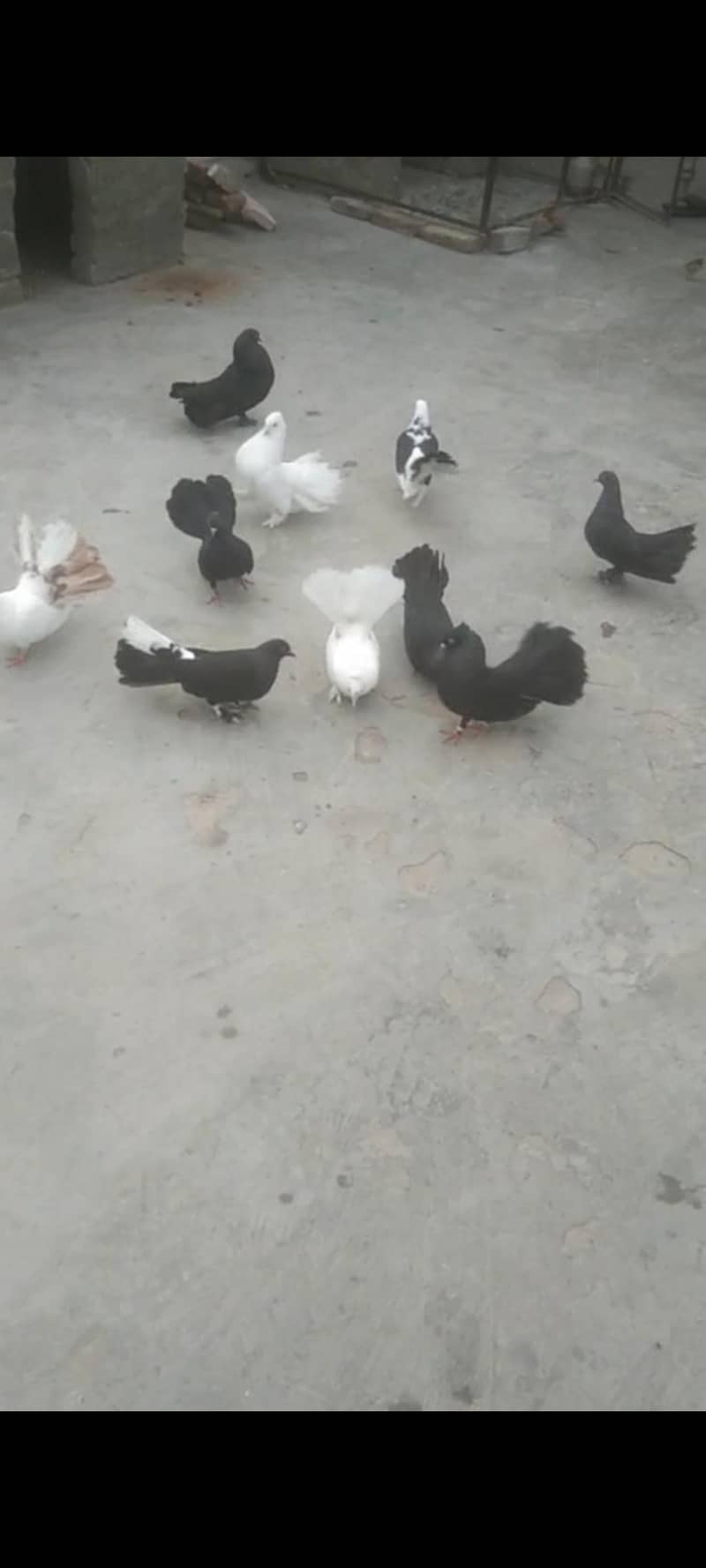 لکے کبوتر لیک اینڈ وائٹ 1