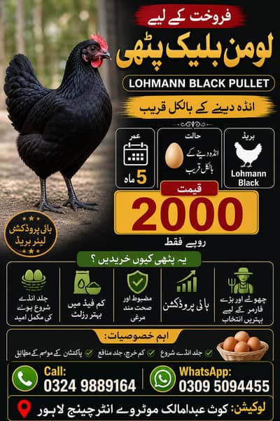 Layer birds Lahore