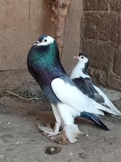 Reversing Magpie breeder male for sale
