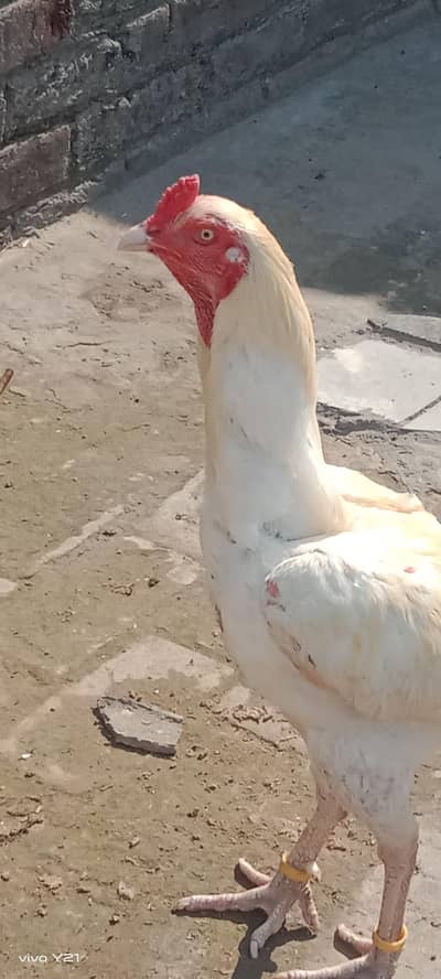 2 female top quality 1 Male