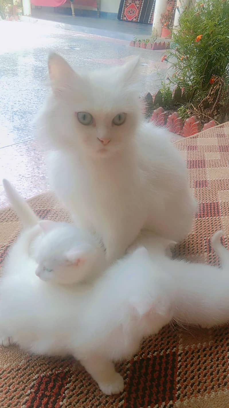 Persian Cat 0