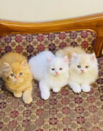 Persian triple coated kittens for sale (adult cats on adoption)