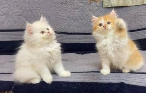 Persian triple coated kittens for sale (adult cats on adoption)