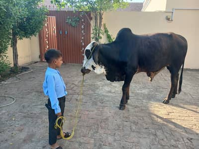 Qurbani Animal