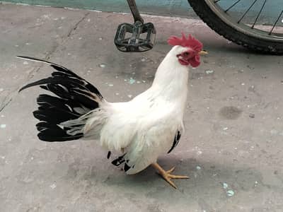 Japanese hen