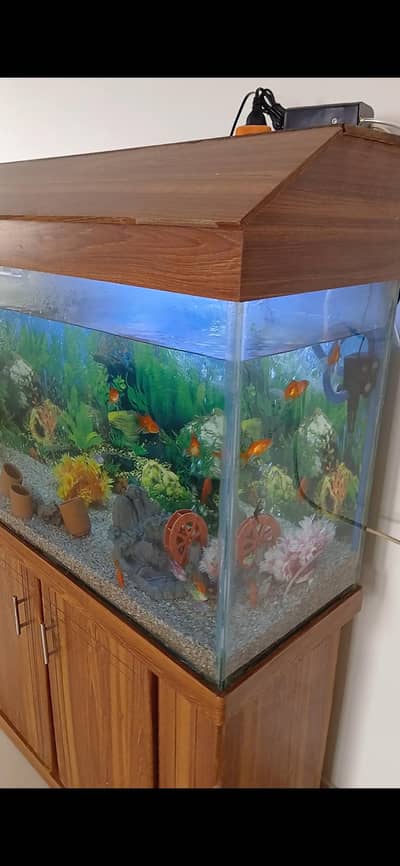 Fish Aquarium