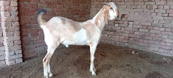 Goat for sale