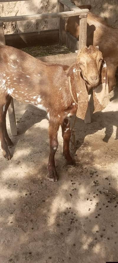 Makhi cheena bakra for sale 6month age