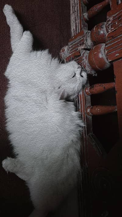 persian cat for sale ghr ka pet ha