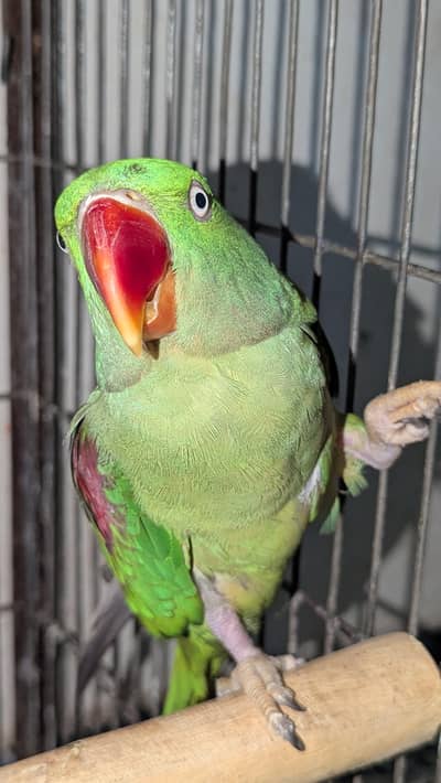 Kashmiri Raw parrot pair  strong breeder