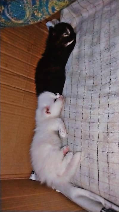 Pair Persion Cat 3 Coat