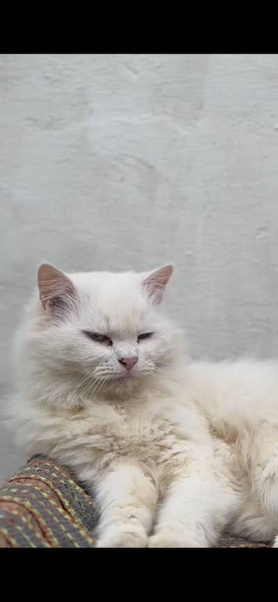 Persian cat & different eyes blue and brown