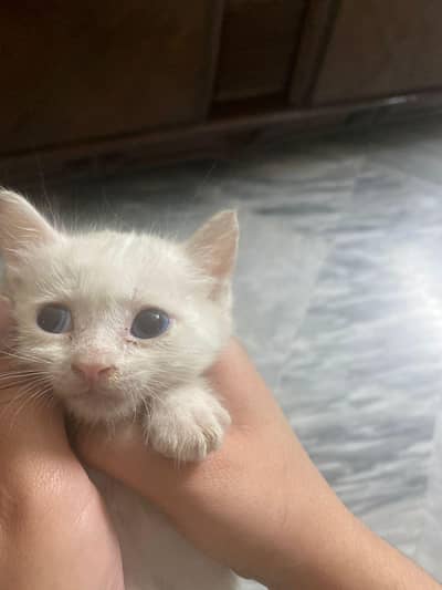 White Baby kitten one month old