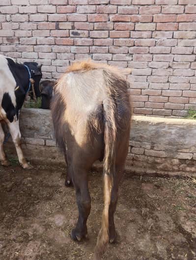 For qurbani