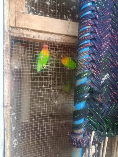 3 fisher male 1 Australian male for sale
