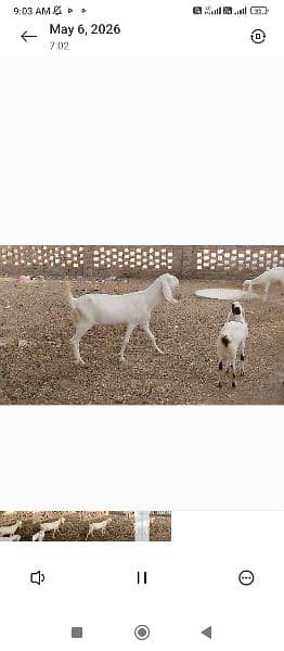 bakra (path) Qurbani Havey weight Rajan pure