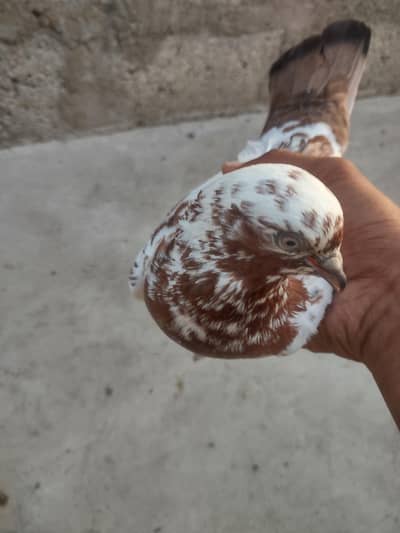 shahjan puri kabootar or NAFTA kabli
