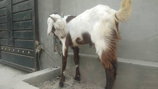 2 dant bakra for sale