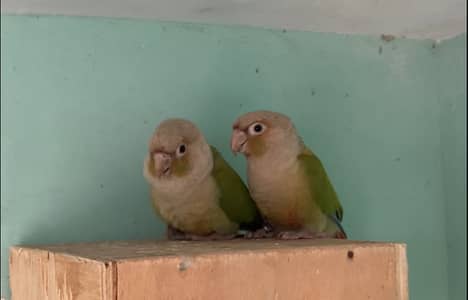 Pineapple conure pair