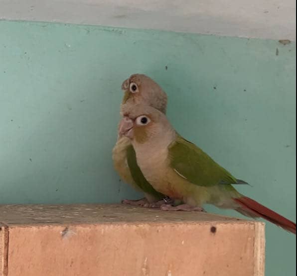 Pineapple conure pair 1