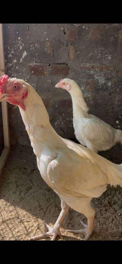 Pure hera aseel white hen first tym egg lying full healty and active