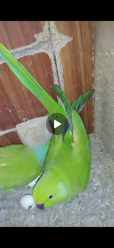 bareedar pair leny waly bhai rabta kary