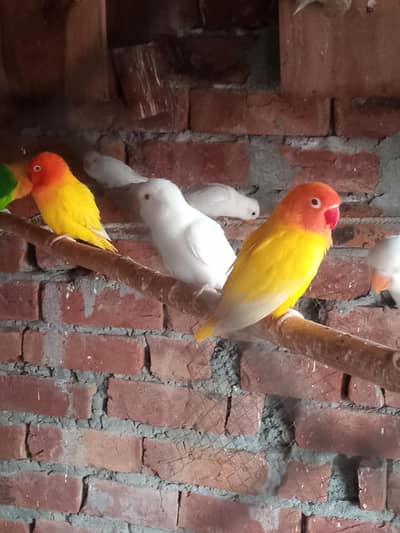 mix love birds