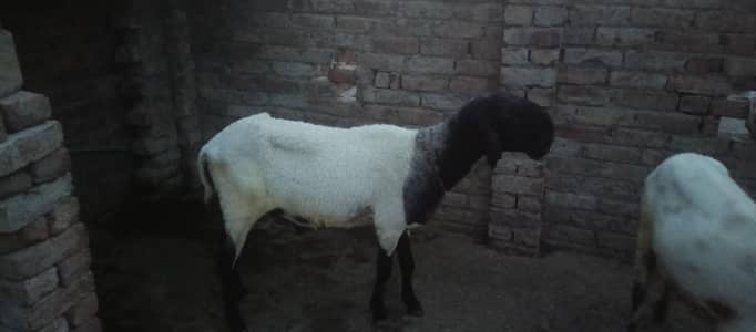 urgant For sale