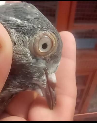 Top quality baby pigeon for sale