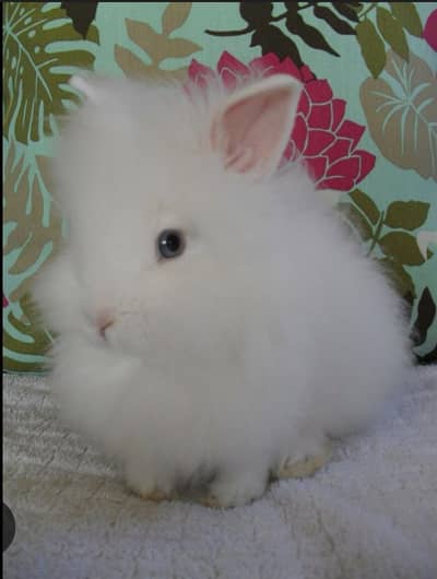 Blue Eye Lionhead White Dwarf  Lionhead