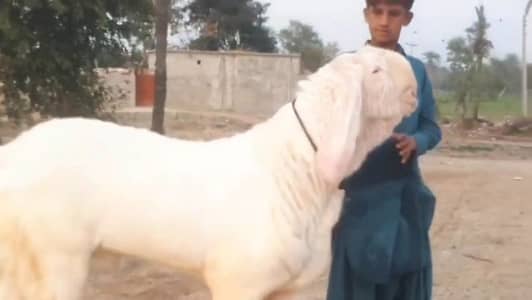 gulabi Bakra for Sale Call 03282741035