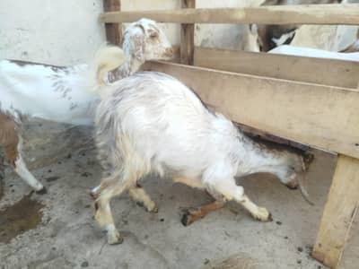 baby goats