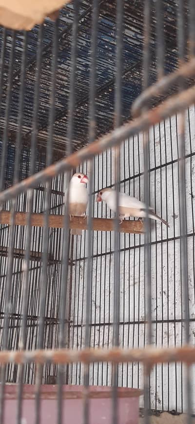 pastel fawn java king size pair