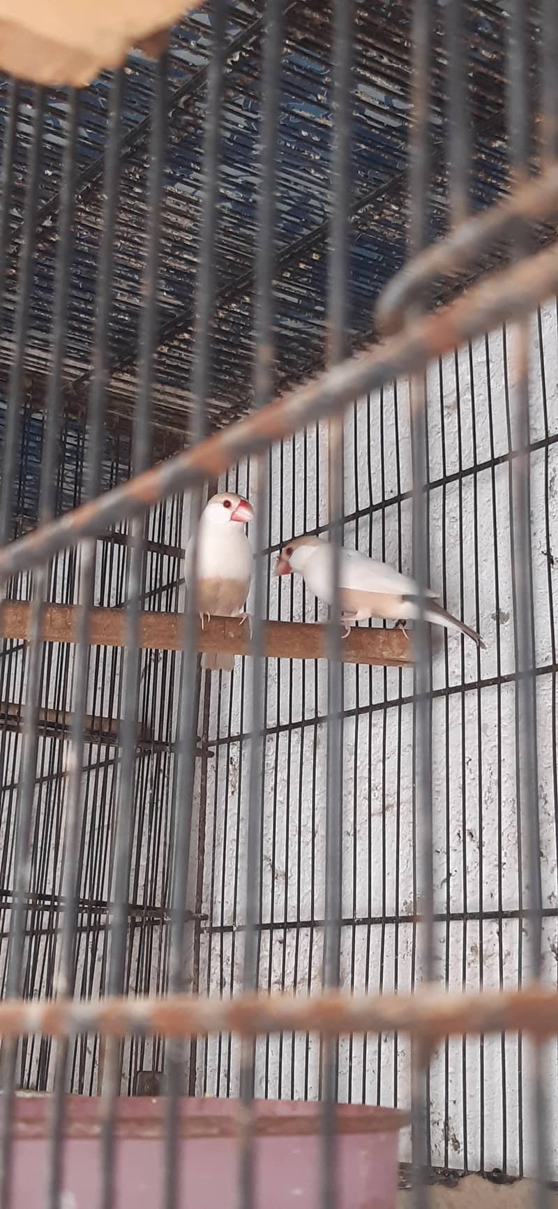 pastel fawn java king size pair 0