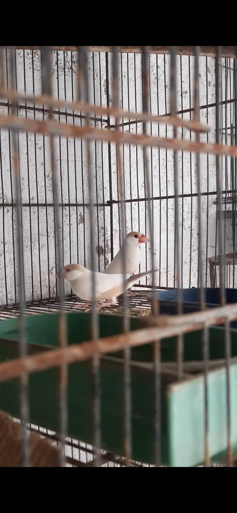 pastel fawn java king size pair 2