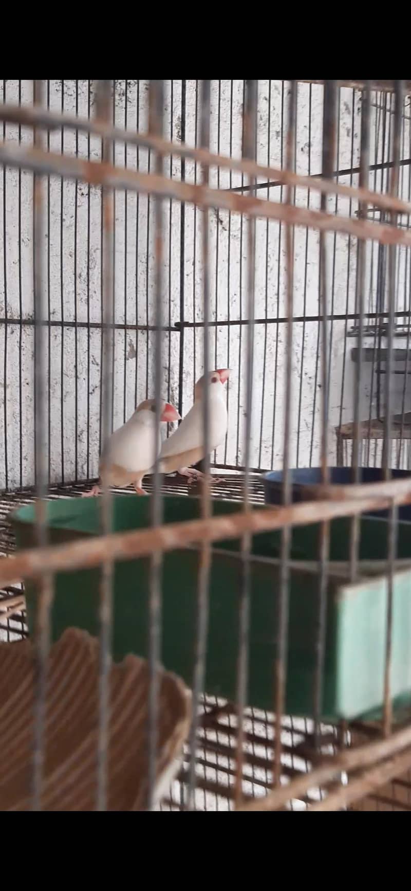 pastel fawn java king size pair 3
