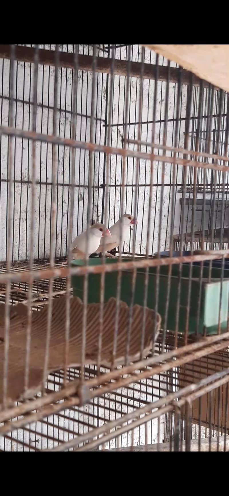 pastel fawn java king size pair 4