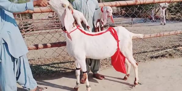 gulabi bakri for sale call"+03282745710
