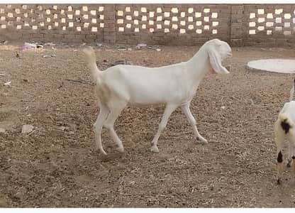 bakra (path) Qurbani Havey weight Rajan pure