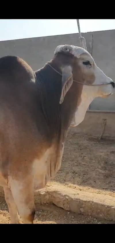 Bachra for sale