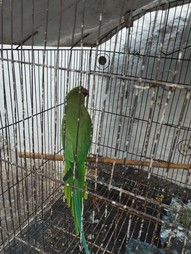 Green Parrot  0321-6000426 — photo 2